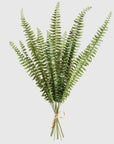 Fern Stems