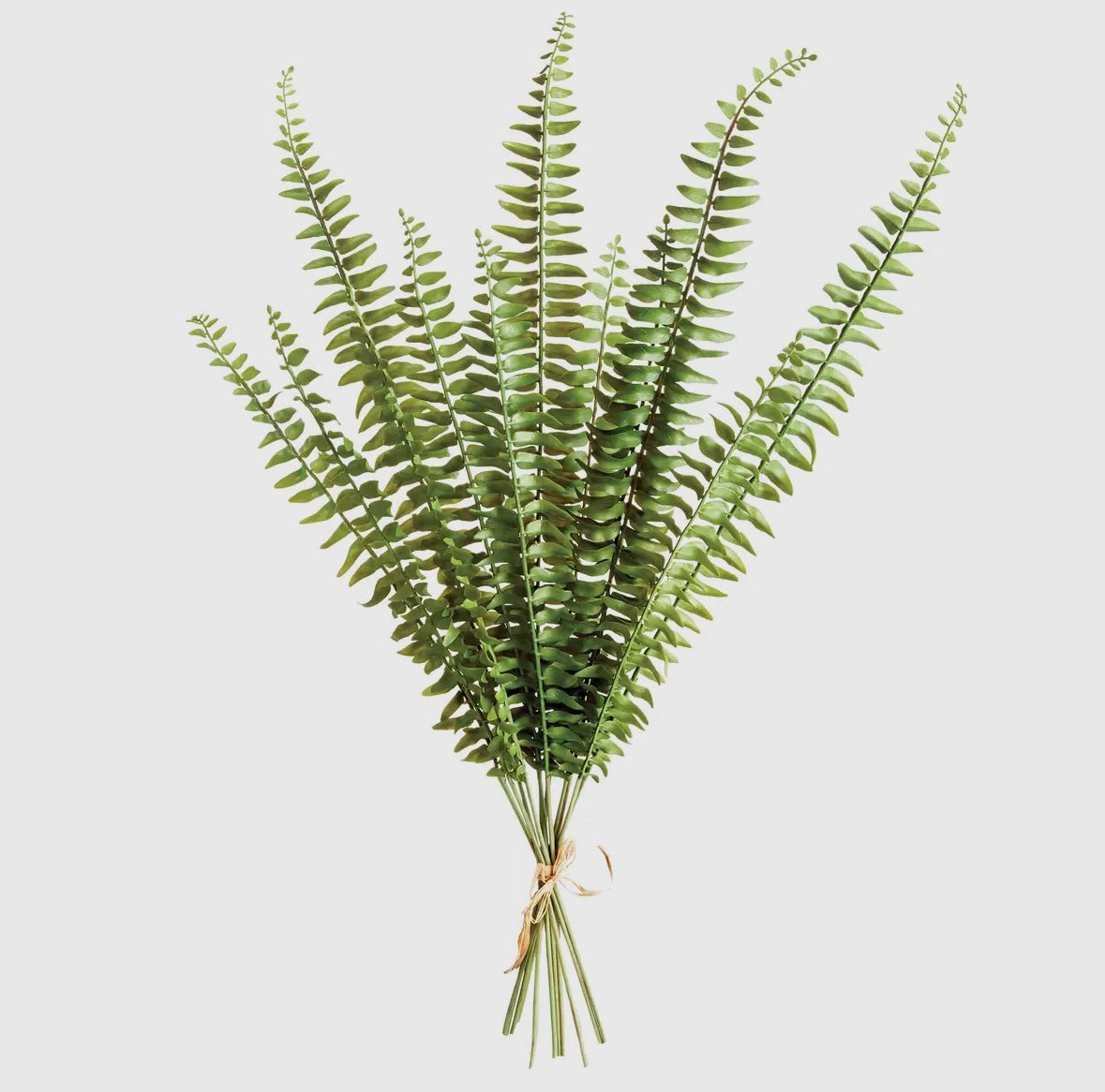 Fern Stems - Chatsworth Boutique
