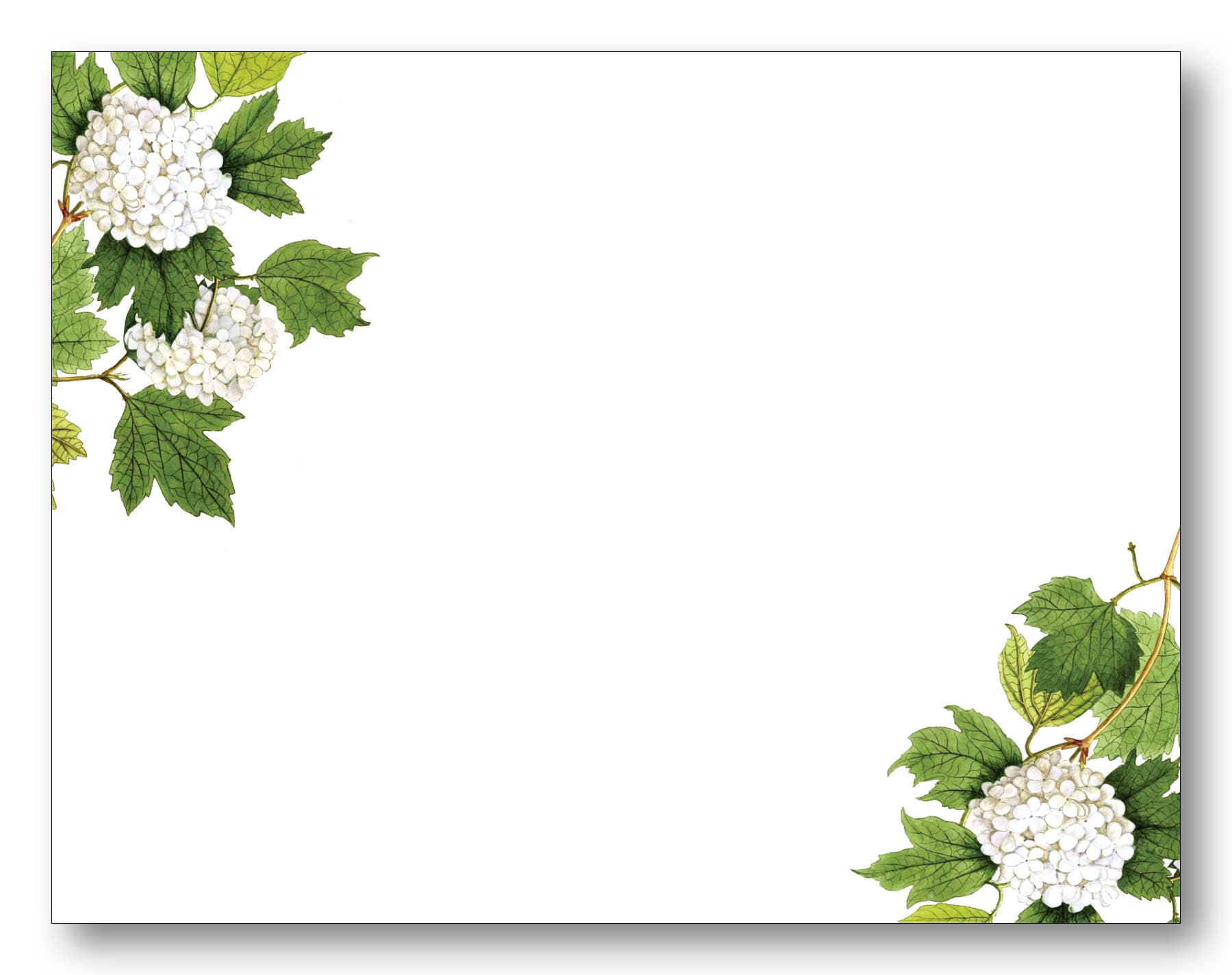 Hydrangea White FCE - Chatsworth Boutique