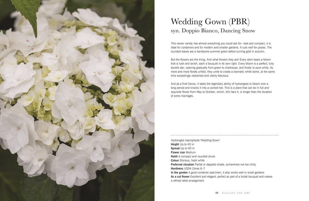 Hydrangeas: Beautiful Varieties for Home & Garden - Chatsworth Boutique