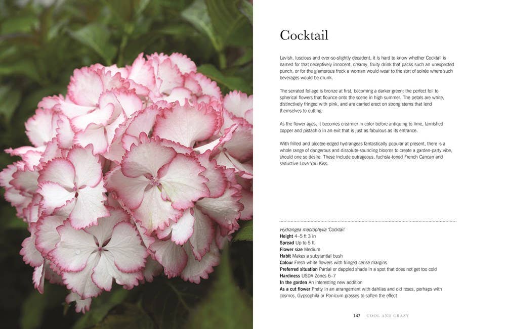 Hydrangeas: Beautiful Varieties for Home & Garden - Chatsworth Boutique