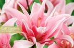 Lilies: Beautiful Varieties for Home &amp; Garden - Chatsworth Boutique