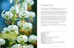Lilies: Beautiful Varieties for Home & Garden - Chatsworth Boutique