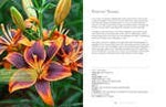 Lilies: Beautiful Varieties for Home & Garden - Chatsworth Boutique