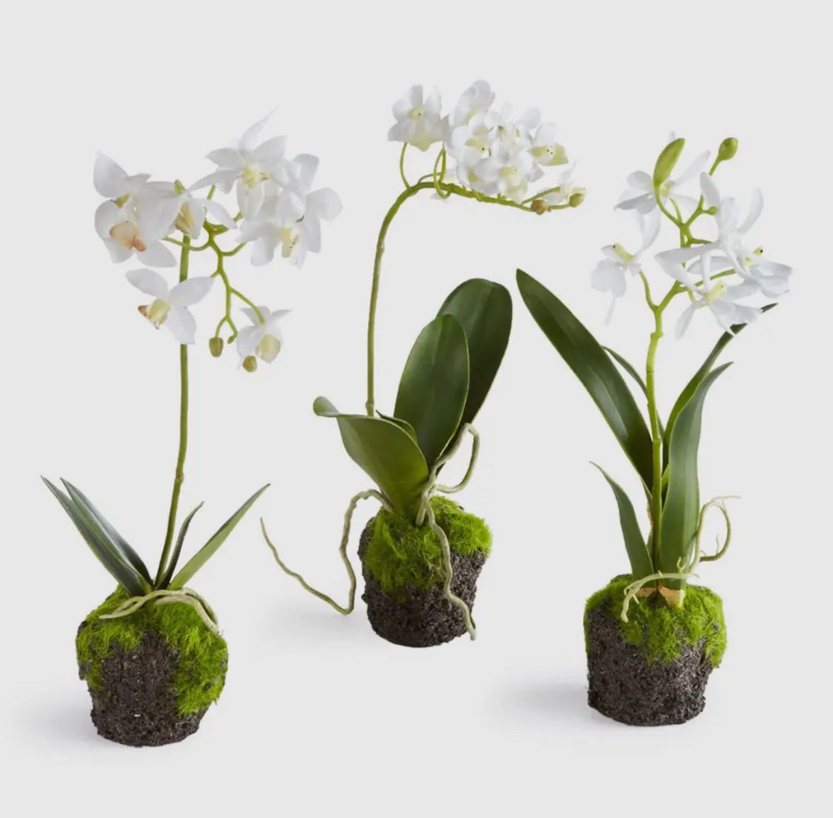 Orchid Drop Ins - Chatsworth Boutique