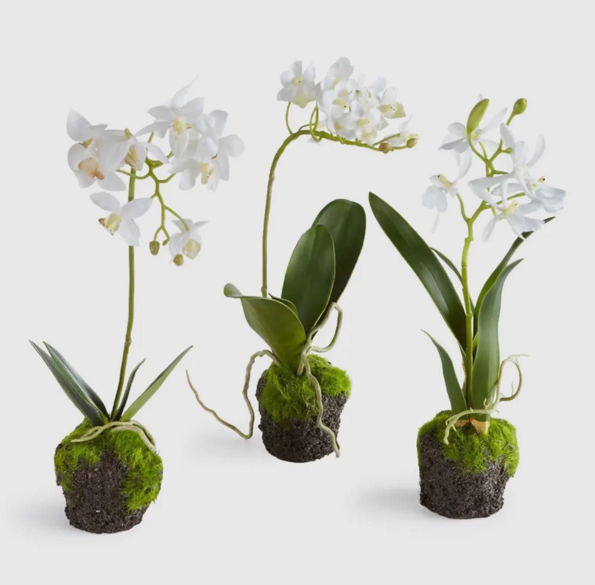 Orchid Drop Ins - Chatsworth Boutique