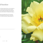 Peonies: Beautiful Varieties for Home & Garden - Chatsworth Boutique