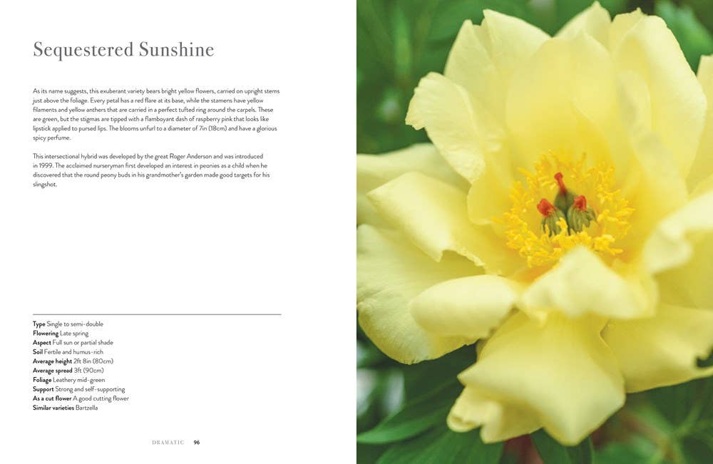 Peonies: Beautiful Varieties for Home & Garden - Chatsworth Boutique