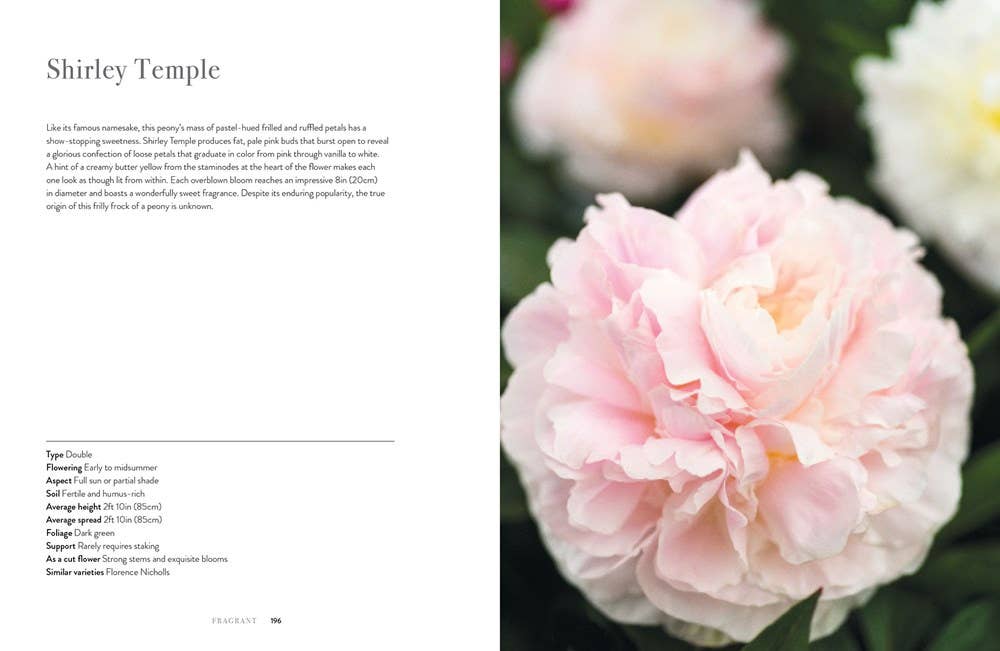 Peonies: Beautiful Varieties for Home & Garden - Chatsworth Boutique