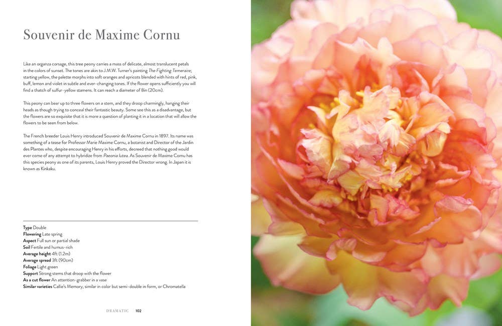 Peonies: Beautiful Varieties for Home & Garden - Chatsworth Boutique