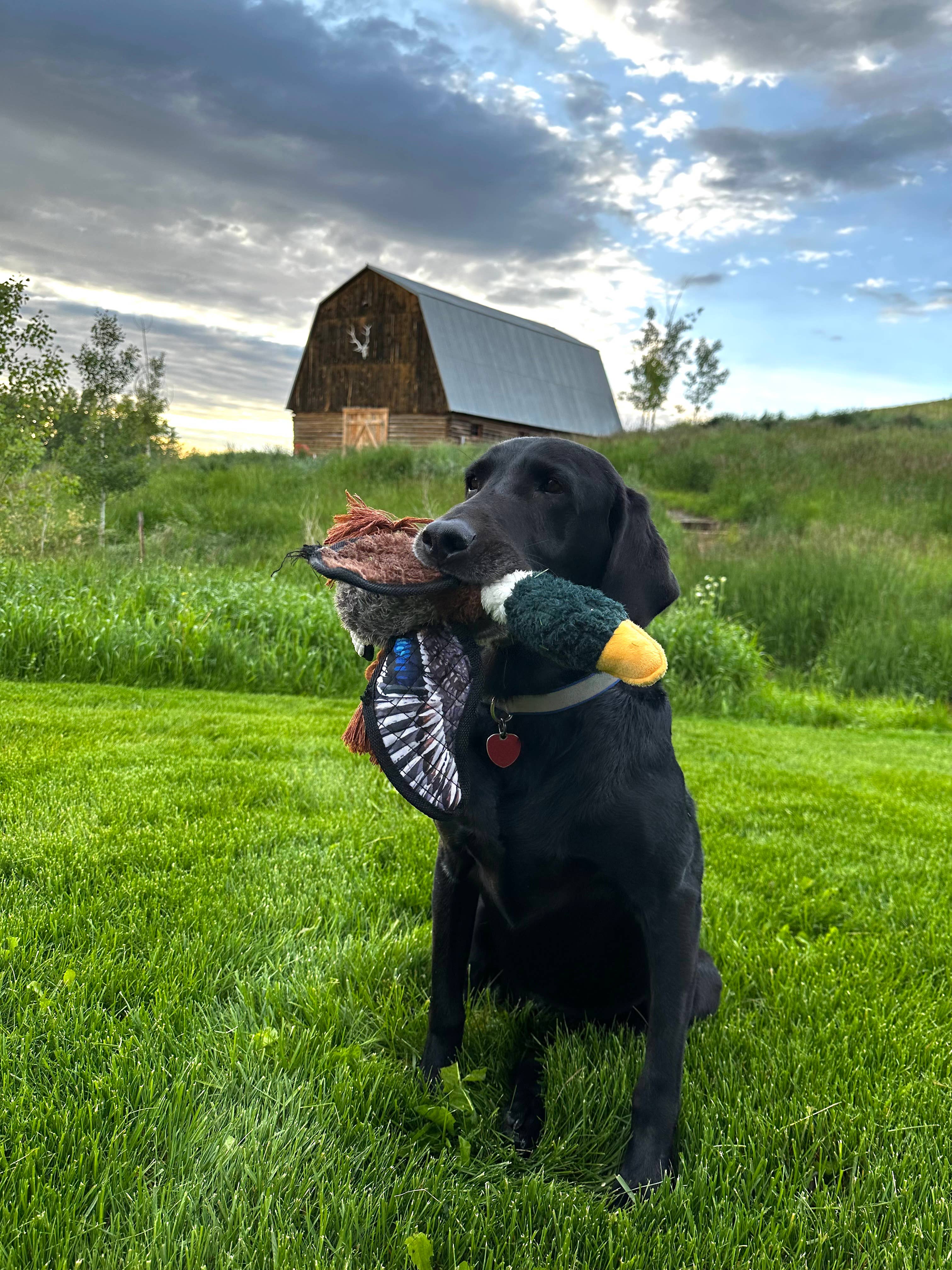 Mallard Dog Toy, ROCT Outdoor - lifestyle photo