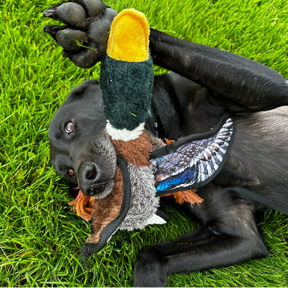 Mallard Dog Toy, ROCT Outdoor - side view