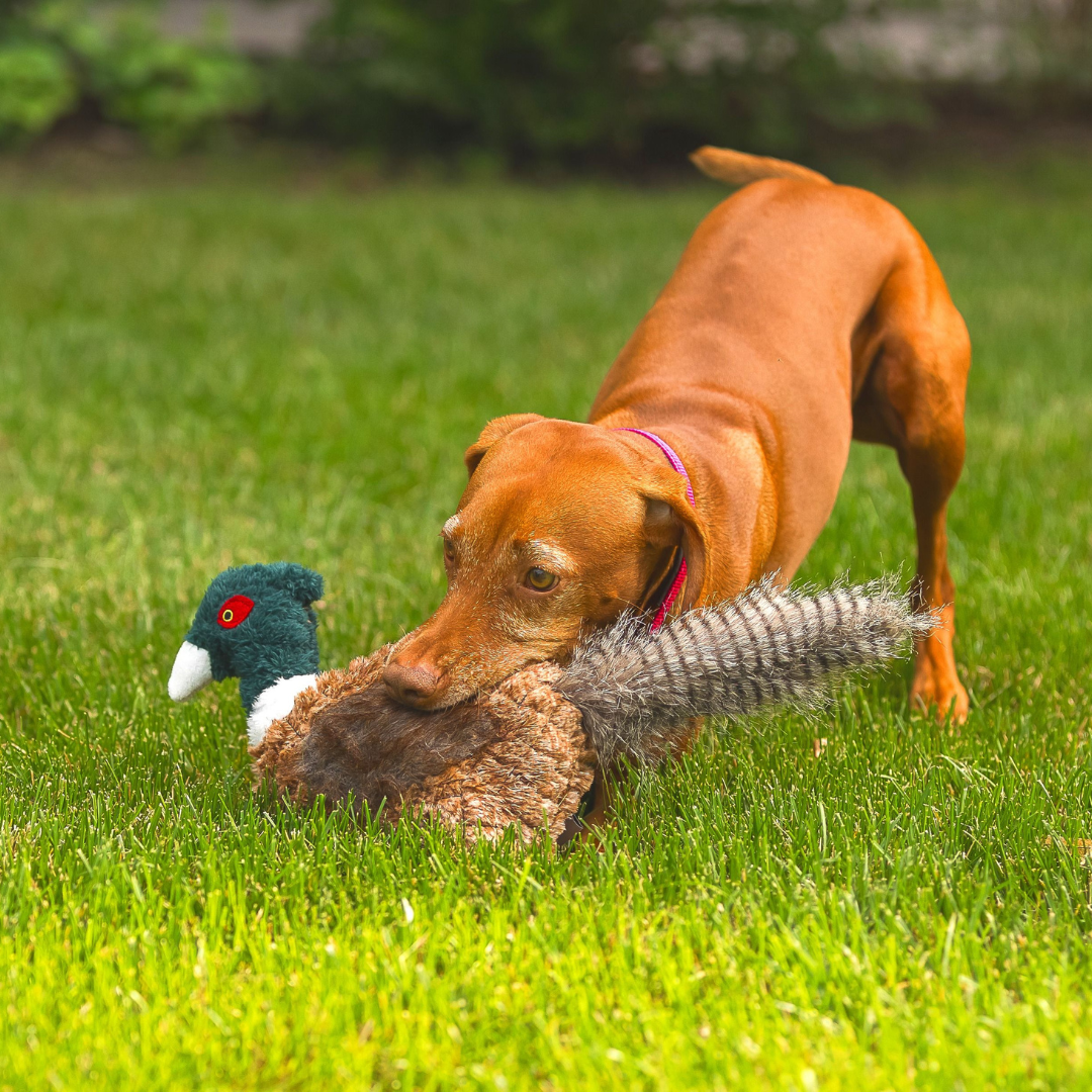 Pheasant Dog Toy, ROCT Outdoor - detail view