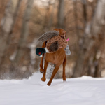 Pheasant Dog Toy, ROCT Outdoor - side view