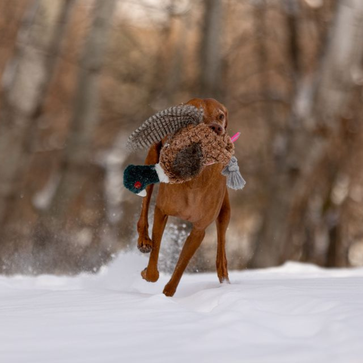 Pheasant Dog Toy, ROCT Outdoor - side view