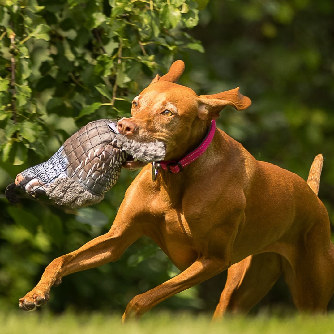 Quail Dog Toy, ROCT Outdoor - side view